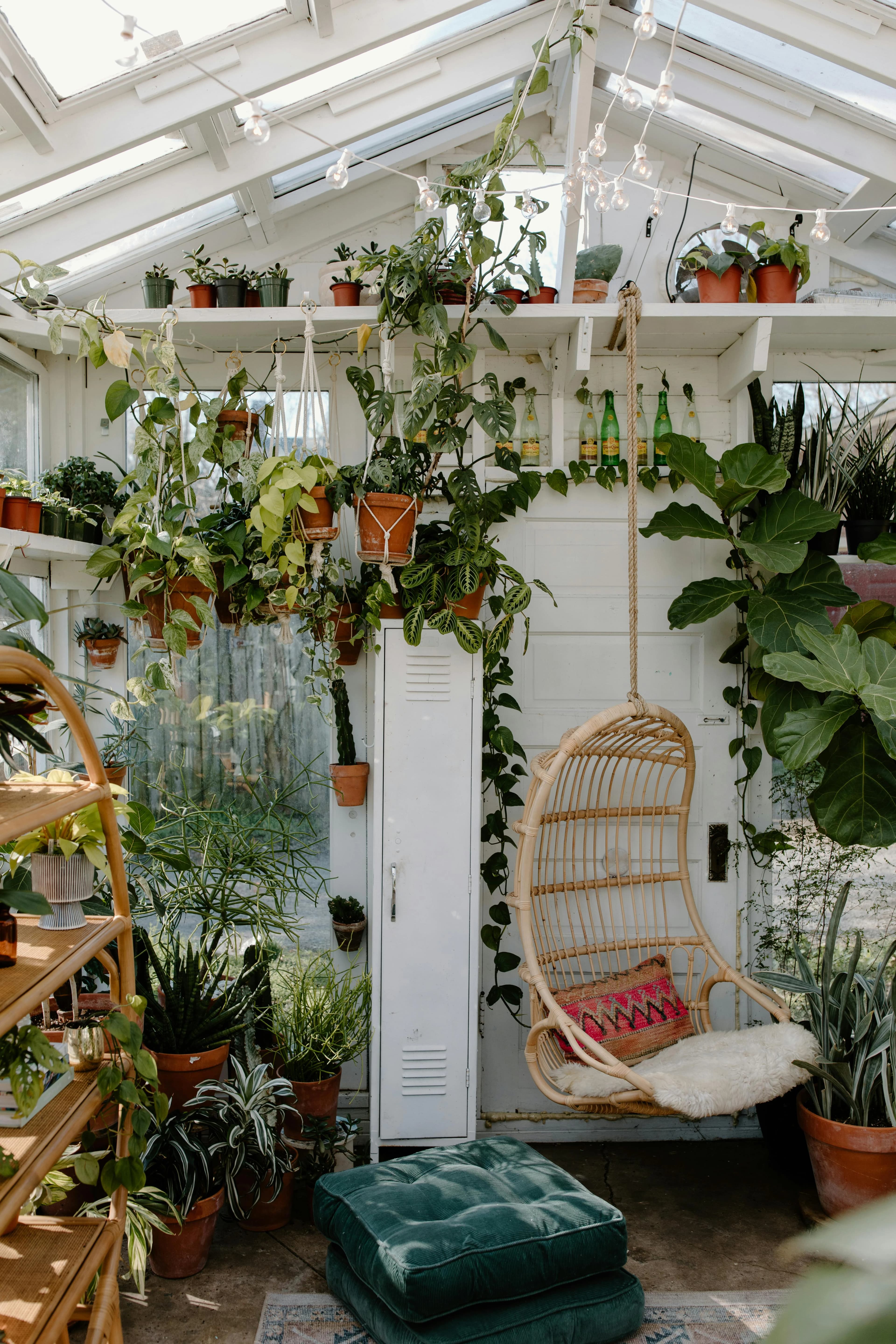 Tangan memegang nampan microgreens segar